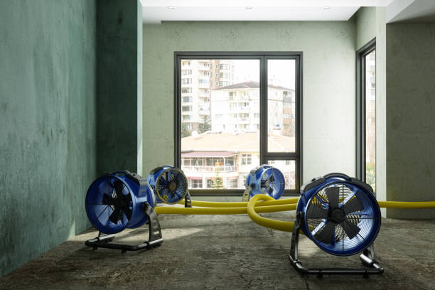 Best Mold removal after water damage  in Burnet, TX